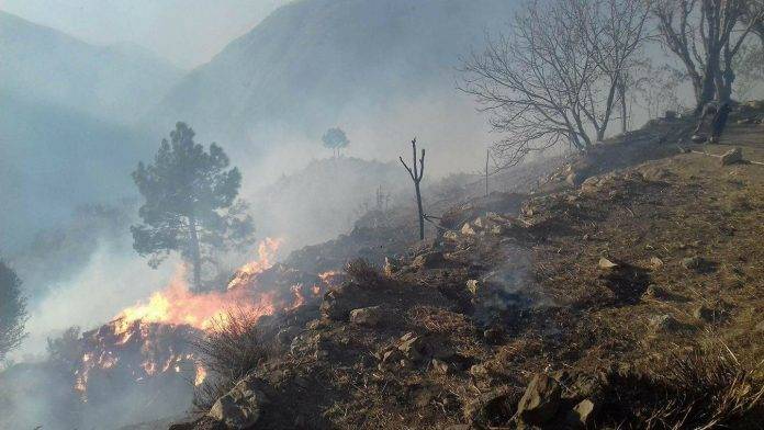 Fires destroy thousands of Billion Tsunami trees in DI Khan