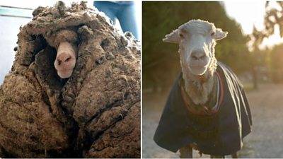 Aussie sheep sheds 35kg coat of wool