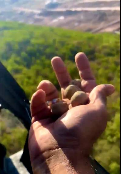 4m olive seed balls spread in Botanical Garden via aerial spreading