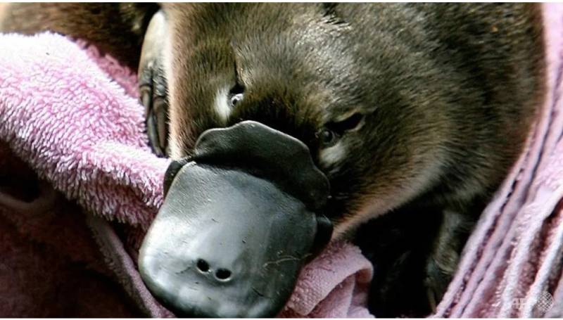 Climate disasters prompt Australia's first platypus refuge