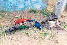 Over 100 peacocks die of 'Rani Khait' in Tharparkar