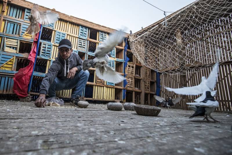 Passion for pigeons persists in Arab world