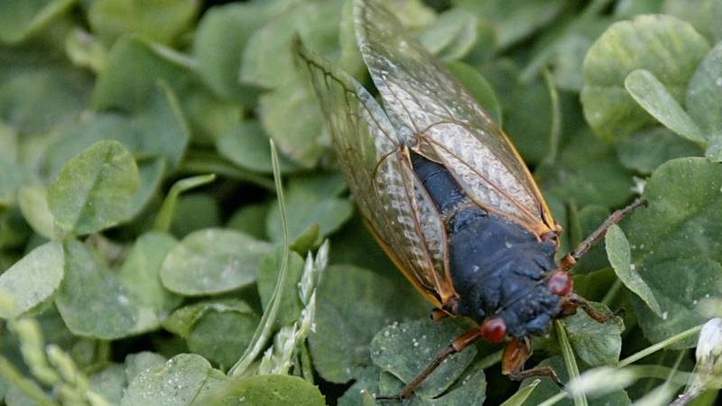 Americans brace for a rare and creepy billion-bug invasion