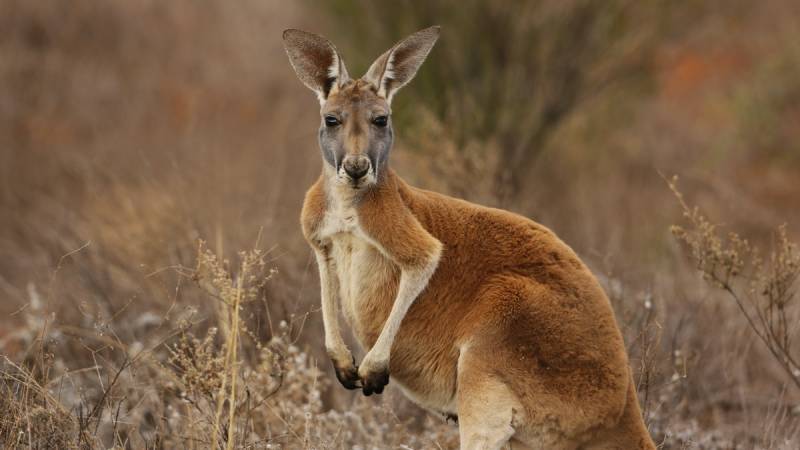 An extinct tree-climbing kangaroo in a 'treeless plain'