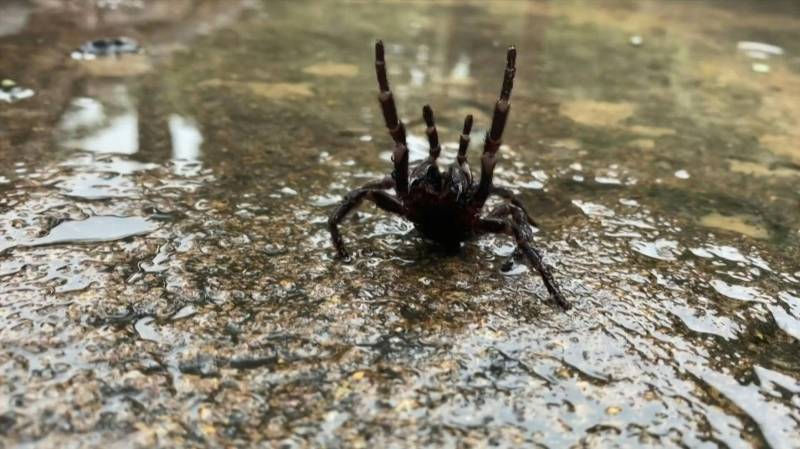 Australians warned of deadly spider 'plague' after floods