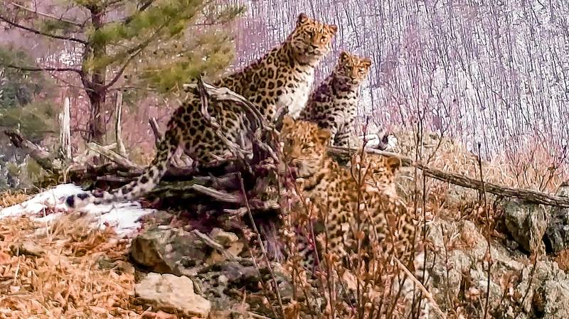 Russia hails rare sighting of Amur leopard mum with cubs