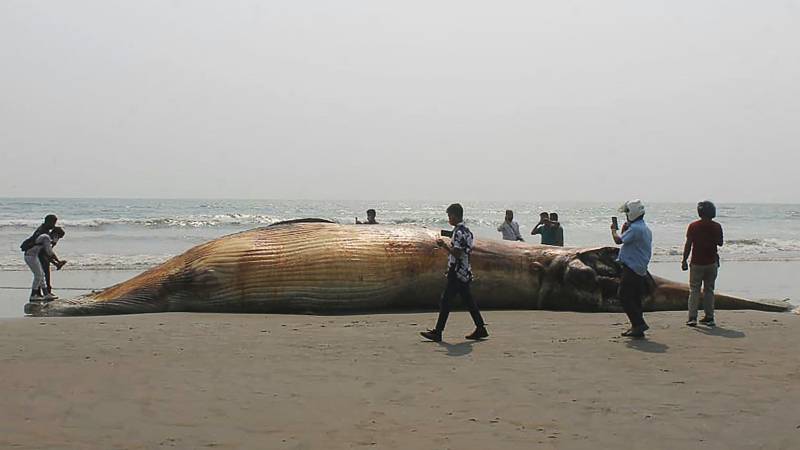 Two dead whales wash up on Bangladesh beach