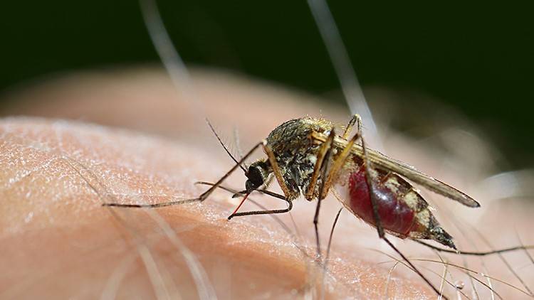 Drug-resistant malaria gaining foothold in Africa: study