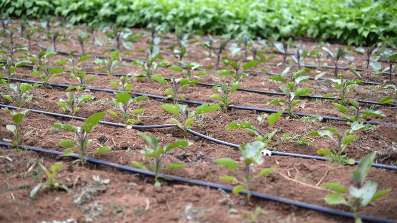 Why Drip Irrigation not popular in Pakistan despite subsidies?