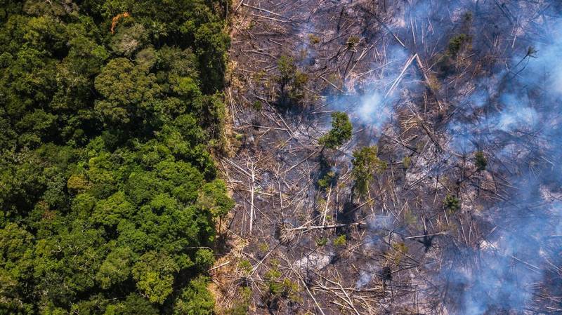 Since 2010, Amazon forest emitted more CO2 than it absorbed: study