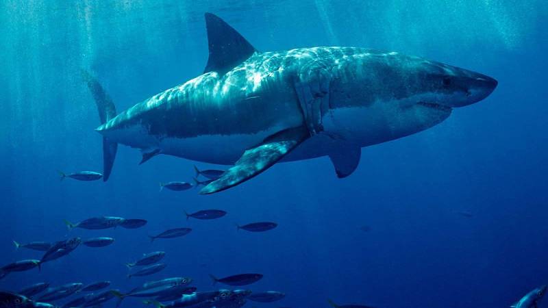 Nature's GPS: Sharks read magnetic fields for directions