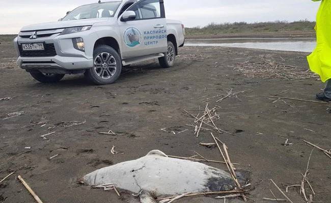 Some 170 endangered seals found dead on Russia's Caspian coast