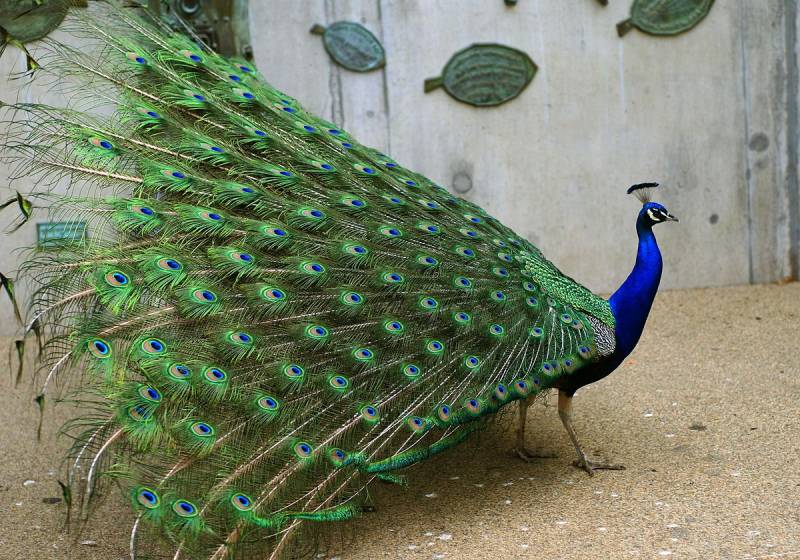 Heatwave takes lives of 20 peacocks in Tharparkar 