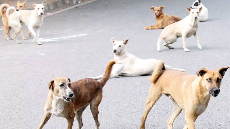 Stray dogs tear apart three-year-old in Dadu 