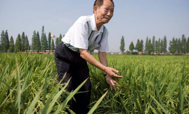 China's 'father of hybrid rice' dies