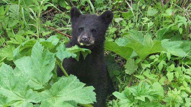 Bear cub causes trouble in Montreal