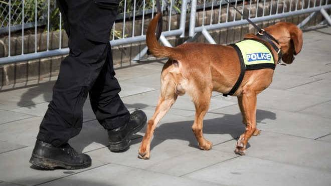 Sniffer dogs to track coronavirus patients at Peshawar airport