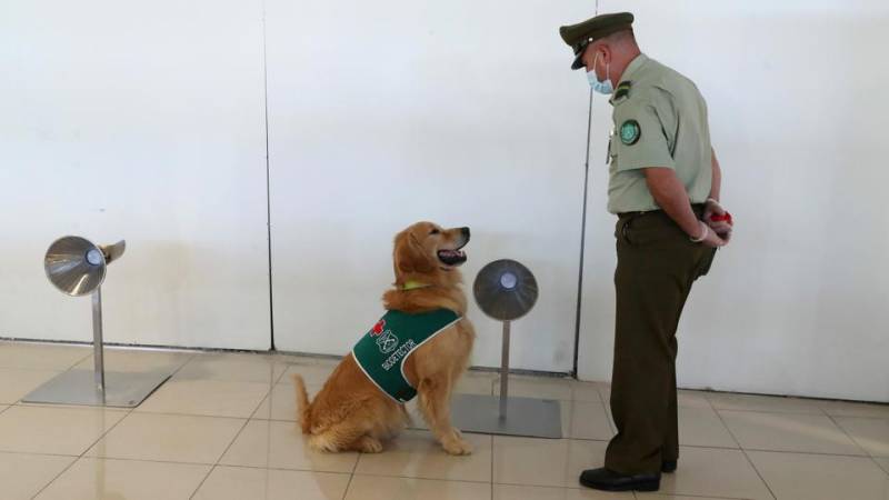 Study shows dogs can detect Covid-positive arrivals