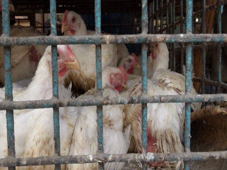 Chicken price plunges down after Influenza surfaces in broiler meat