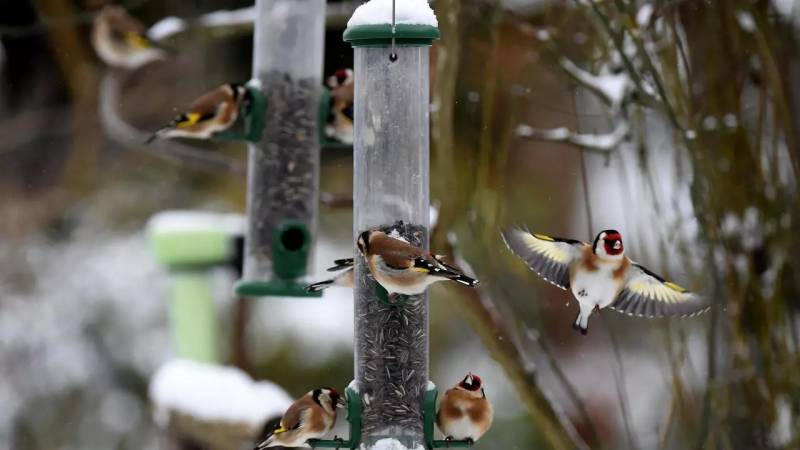 Common French bird species face 'unrelenting' decline