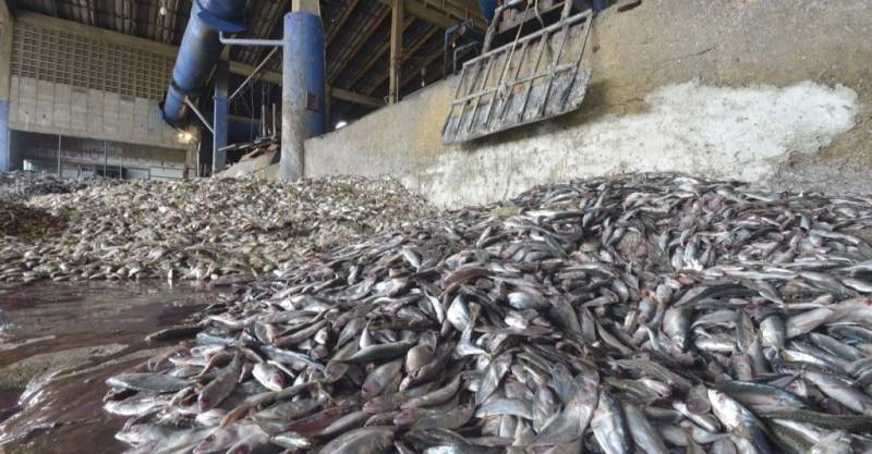 West African fish meal exports undermine food security: Greenpeace