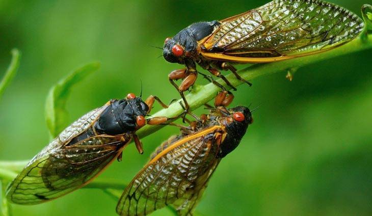 Allergic to seafood? Don't eat swarming cicadas, US warns