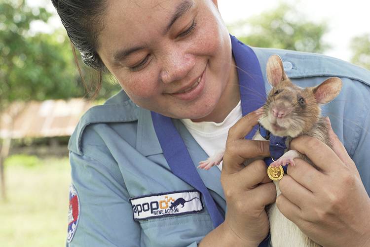 Bomb-sniffing rat retires after award-winning Cambodian career