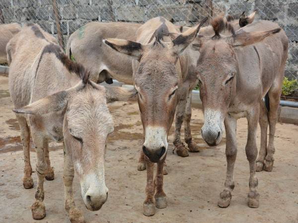 Donkeys’ population increases by 200,000 during last three years, Pakistan Economic Survey