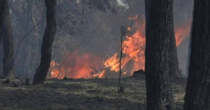 No success in dousing Chitral forest fire