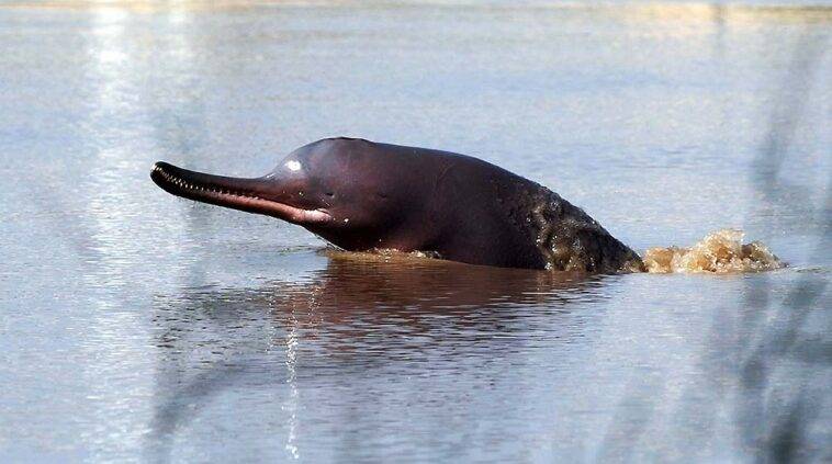 Villagers catch Indus Dolphin near Nawabshah