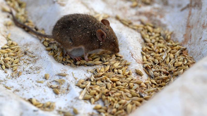 After fire and floods, Aussie farmers suffer devastating mouse plague