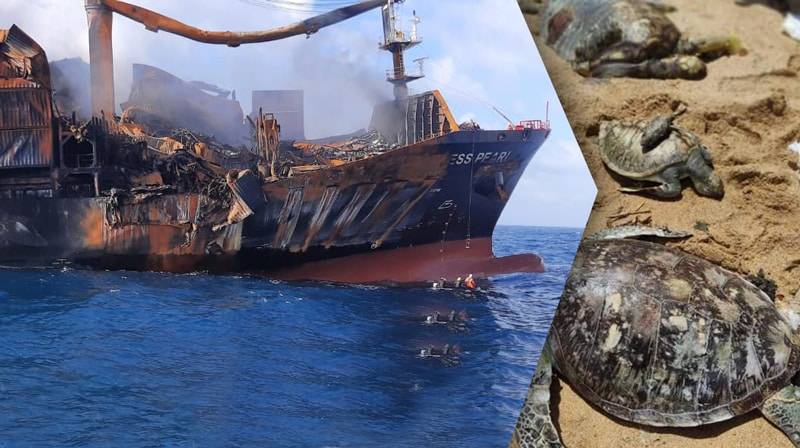 Dolphins, turtles killed by fire-ravaged ship: Sri Lanka