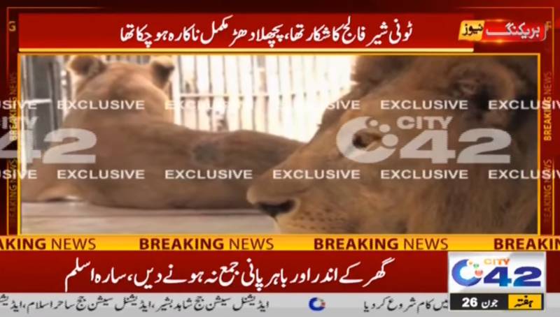 Lahore Zoo’s lion ‘Tony’ dies