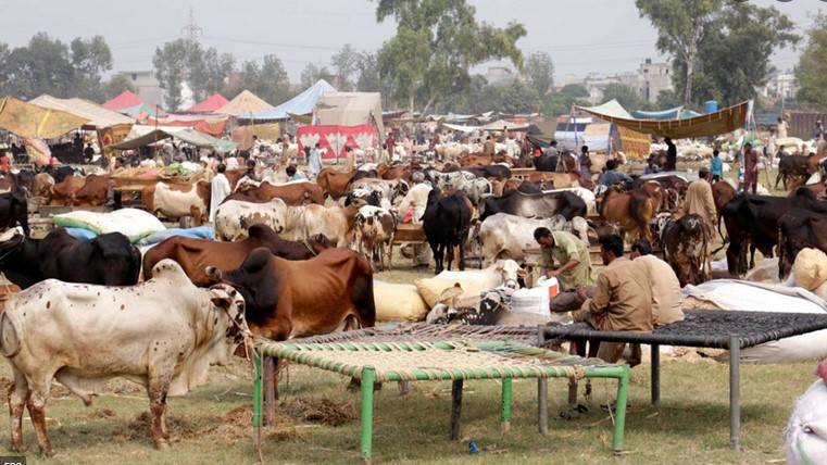 Vaccine jabs mandatory for traders, staff of Eid cattle markets