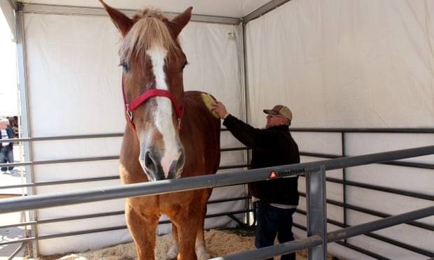 World’s tallest horse dies in Wisconsin at age 20