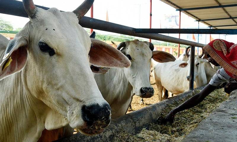 Drunk Indian buffaloes blow cover on contraband booze