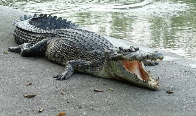 Four-year-old girl eaten up by crocodile in Sukkur