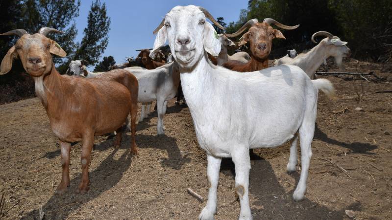 Goats: unlikely allies in California's fight against wildfires