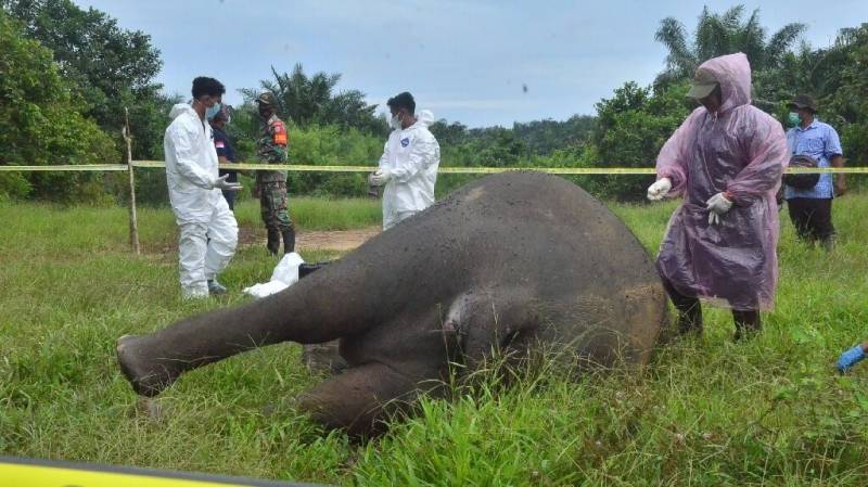 Sumatran elephant found beheaded in Indonesia