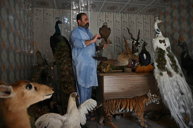 Bereaved pet owners turn to taxidermy in Pakistan