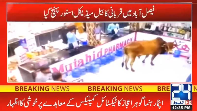 Charged bull storms into medical store in Faisalabad