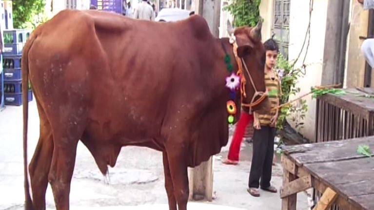 Sacrificial bull storms into hair salon in Lahore