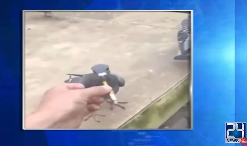 Love for social media videos puts pigeons on charas