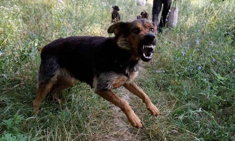 Stray dog bites lady doctor, 3 attendants in Karachi Civil Hospital 