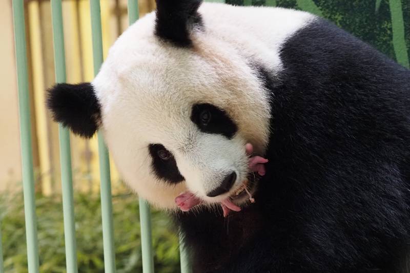 Panda loaned to France gives birth to twins: zoo