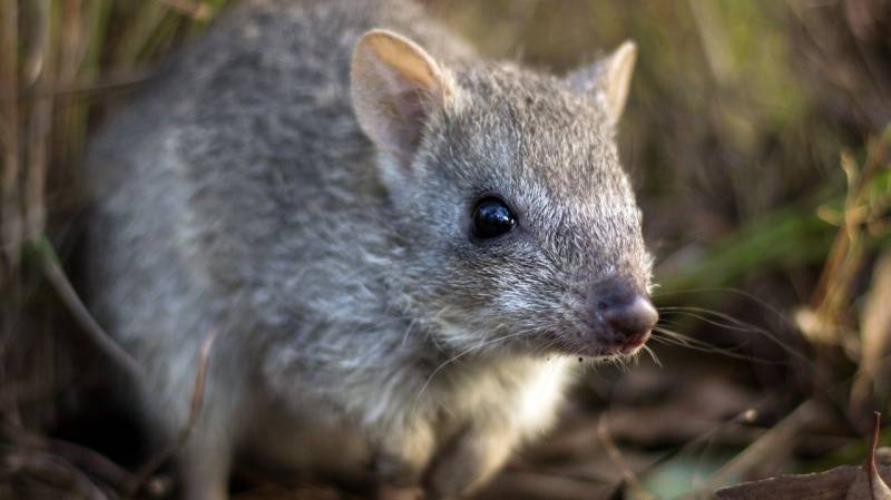 'Suicidal reproducer' mammal survives Australia fires