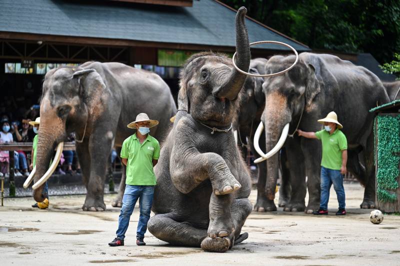 China villagers learn to live with the elephant in the room