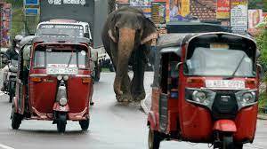 Sri Lanka bans 'drunk driving' of elephants in new protection law