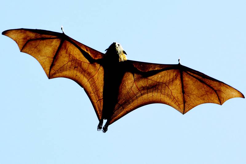 Could bats hold the secret to healthy ageing?