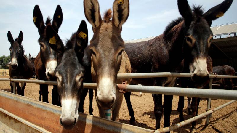 Buzdar govt sets up first-ever ‘Donkey Farm’ of Pakistan in Okara